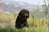 CAVALIER KING CHARLES 659